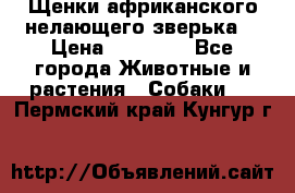 Щенки африканского нелающего зверька  › Цена ­ 35 000 - Все города Животные и растения » Собаки   . Пермский край,Кунгур г.